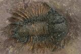 Acanthopyge (Lobopyge) Trilobite - Atchana, Morocco #242128-2